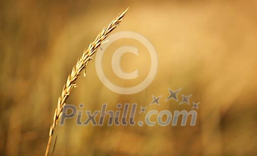 Single hay straw Single hay straw