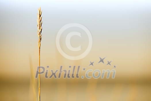 Single hay straw