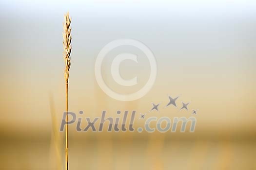Single hay straw Single hay straw