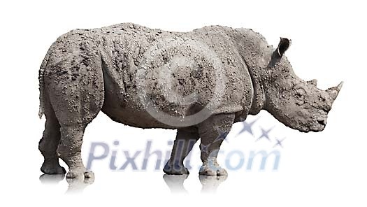 Clipped muddy rhino