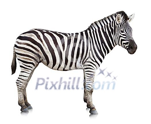 Clipped zebra Clipped zebra