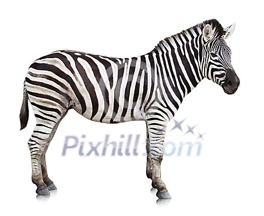 Clipped zebra