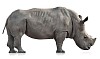 Clipped rhino
