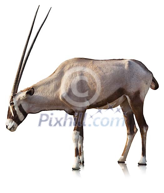Clipped oryx Clipped oryx
