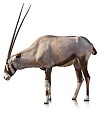Clipped oryx