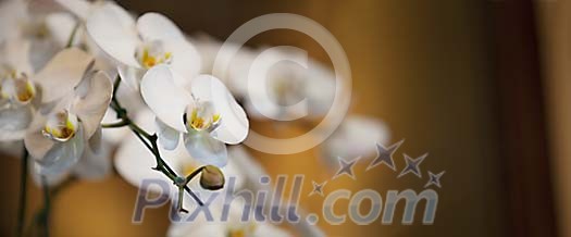 White orchid branch on a blur background