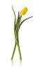 A dancing yellow tulip isolated on white