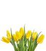 Bunch of yellow tulips