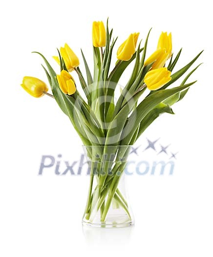yellow tulips in a vase, isolated on white