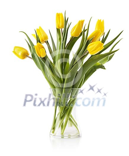 yellow tulips in a vase, isolated on white yellow tulips in a vase, isolated on white