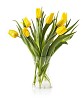 yellow tulips in a vase, isolated on white