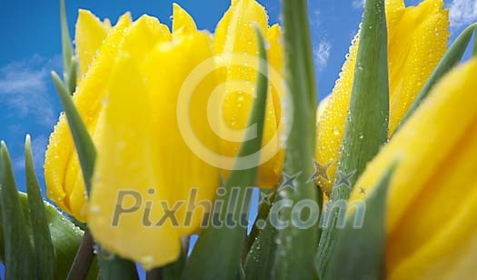 Closeup of yellow tulips on a blue background