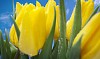 Closeup of yellow tulips on a blue background