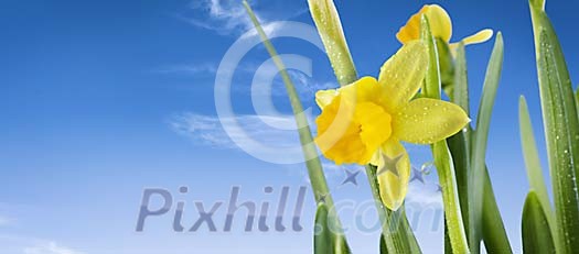Closeup of a yellow daffodil on a blue sky background