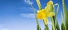 Closeup of a yellow daffodil on a blue sky background