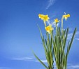 Yellow daffodills on a blue sky background