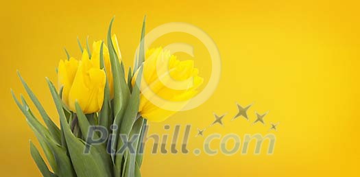 Yellow tulips on yellow background Yellow tulips on yellow background