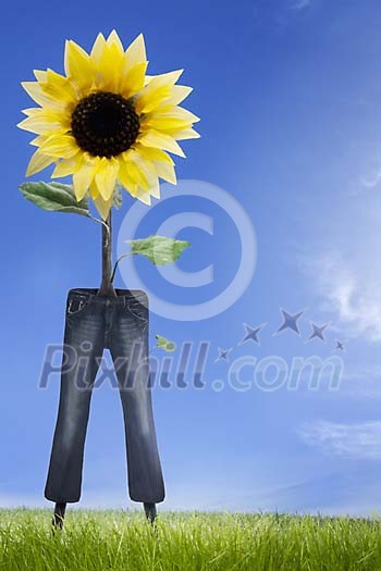 Sunflower growing out from too little jeans
