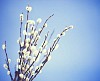 Easter catkin on a blue background