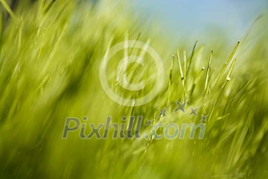 Green grass Green grass