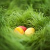 Three eggs hidden in the grass