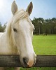 White horse by the fence