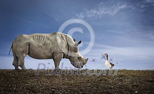 Rhino and a goose on the grass field