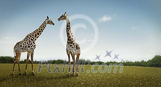 Two giraffes on a grass field