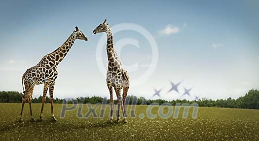 Two giraffes on a grass field Two giraffes on a grass field