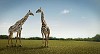 Two giraffes on a grass field