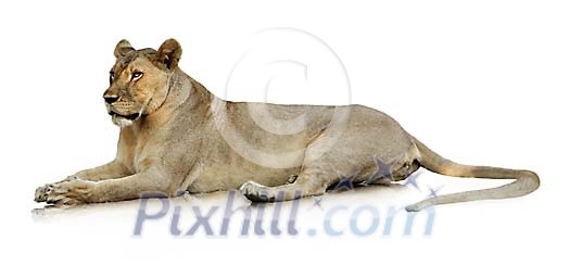 Clipped lioness