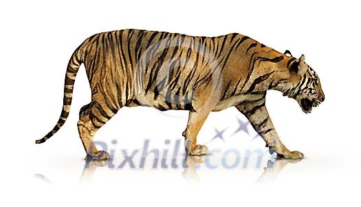 Clipped tiger Clipped tiger