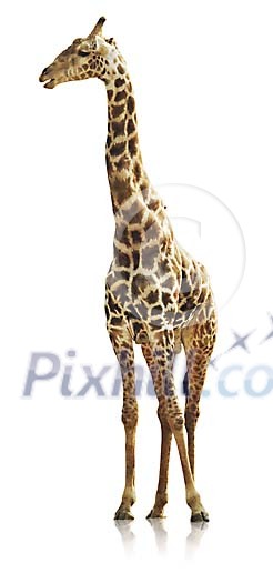 Clipped giraffe