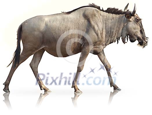 Clipped wildebeest