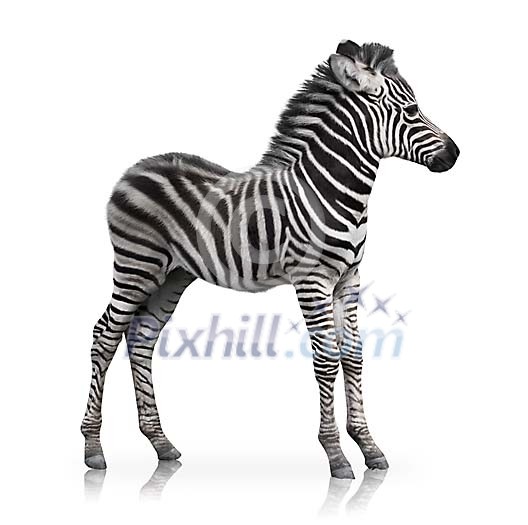 Clipped baby zebra Clipped baby zebra