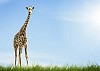 Single giraffe on grass