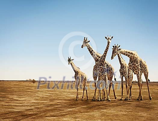 Giraffes on a sandy field