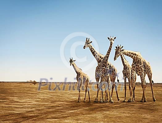 Giraffes on a sandy field Giraffes on a sandy field