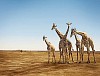 Giraffes on a sandy field