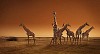 Giraffe herd at the sunset