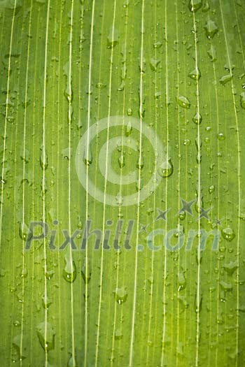 Background image of a wet green leaf