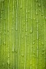 Background image of a wet green leaf