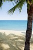 Palmtree on a sandy beach at Koh Samet, Thailand