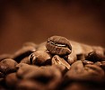 Background of dark coffee beans