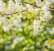 Closeup of a blooming bird cherry