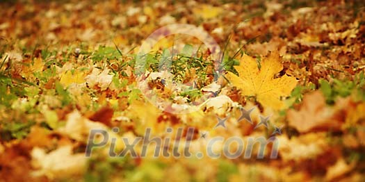 Maple leaves on the autumn ground
