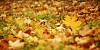 Maple leaves on the autumn ground