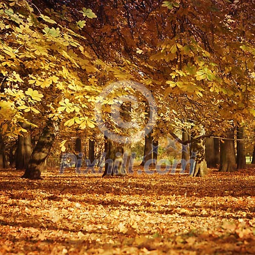 Chestnut trees in autumn colours Chestnut trees in autumn colours