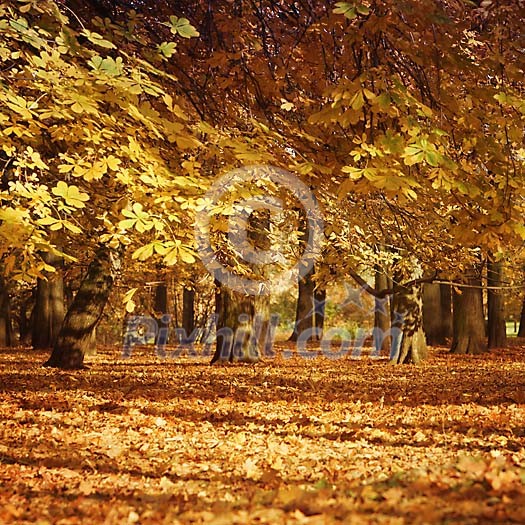 Chestnut trees in autumn colours