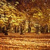 Chestnut trees in autumn colours